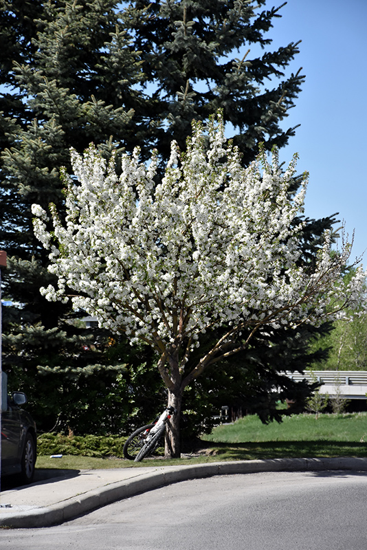 Dolgo flowering crab tree